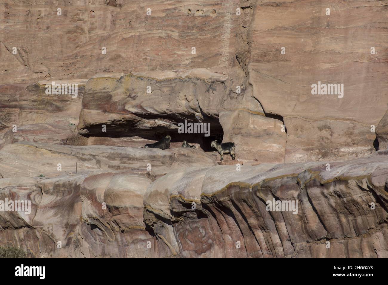 Mountain goats in Petra, Jordan, with canyons, caves, desert landscape and buildings carved by the Nabateans later changed by the conquering Romans Stock Photo