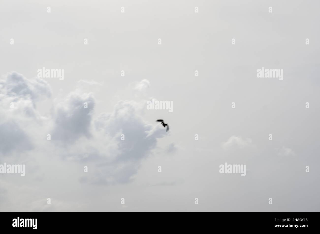 A blurry cormorant in flight with clouds and a grayish blue sky Stock Photo