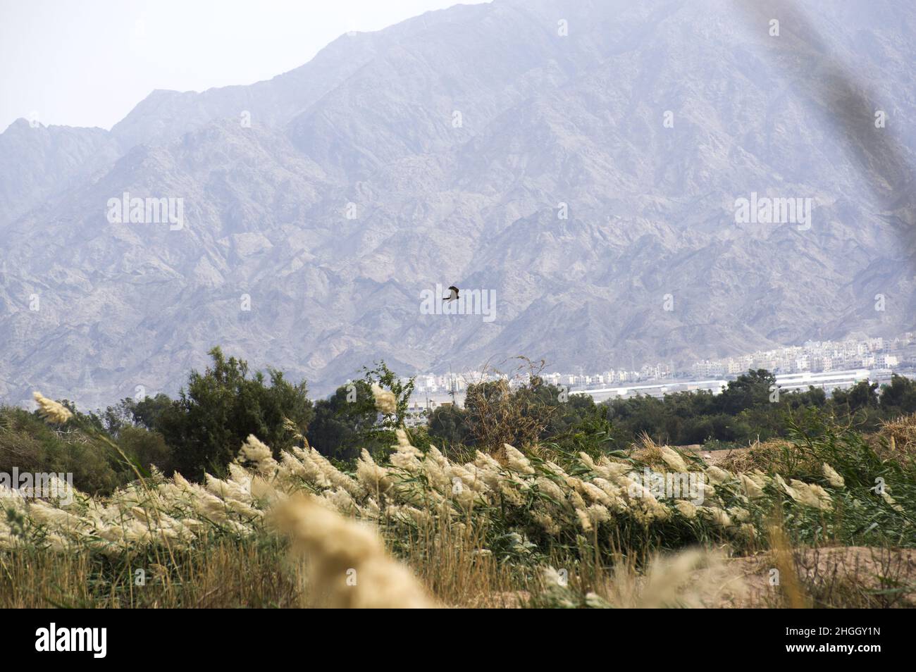 tall reeds and grass blowing in the wind at the Aqaba bird sanctuary and waste water treatment plant near the Israeli border with Jordan Stock Photo