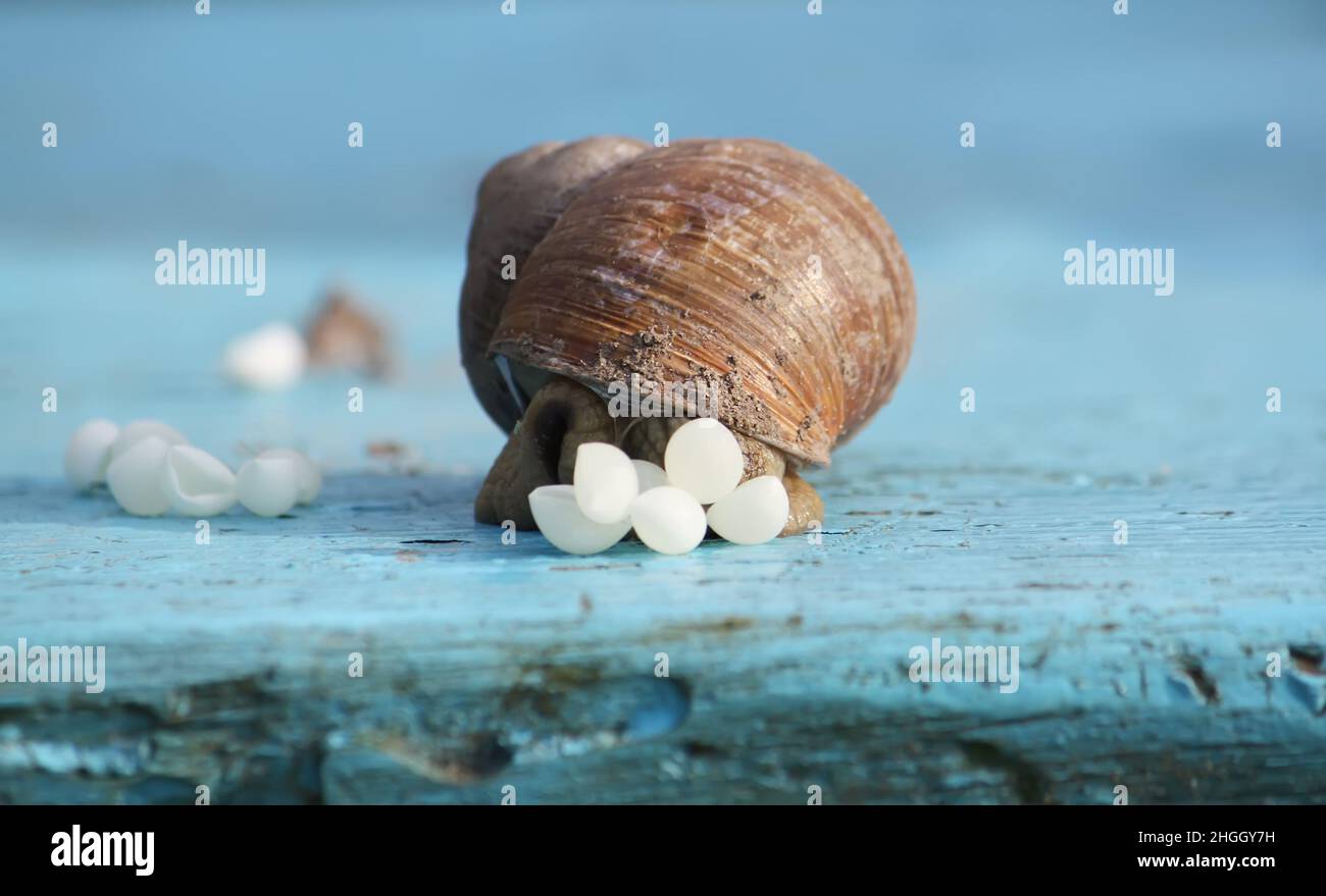 Snail laying egg hires stock photography and images Alamy