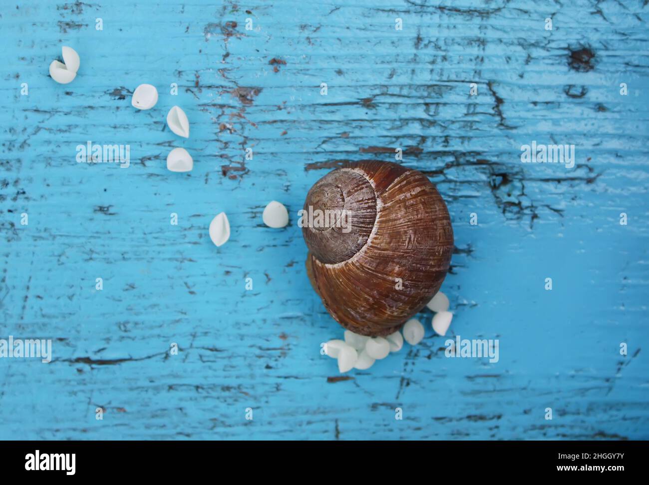 Snail laying egg hires stock photography and images Alamy