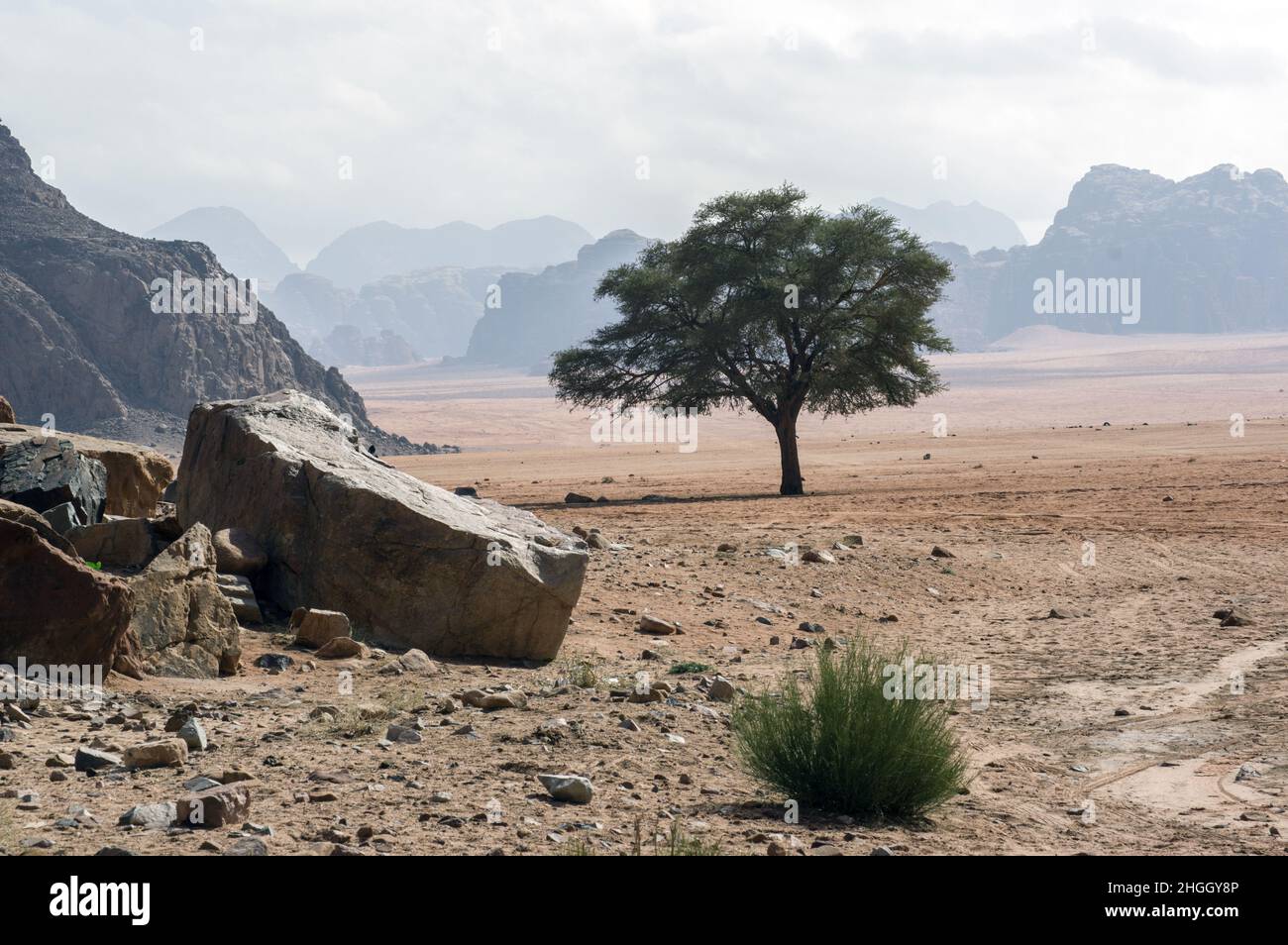 A lone tree stands in the desert landscape of Wadi Rum, a canyon in Jordan with red sands and cliff walls. Stock Photo
