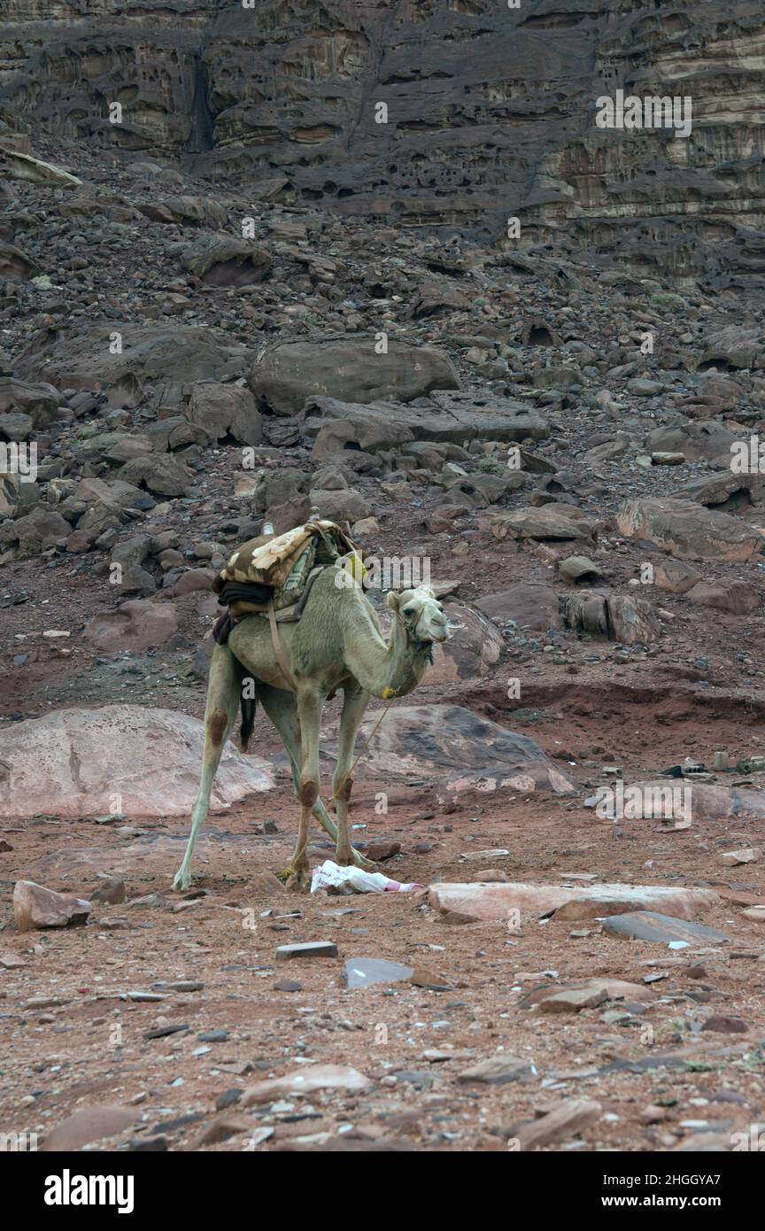 A domesticated camel with decorative saddle in the desert landscape of Wadi Rum, a canyon in Jordan with red sands and cliff walls. Stock Photo