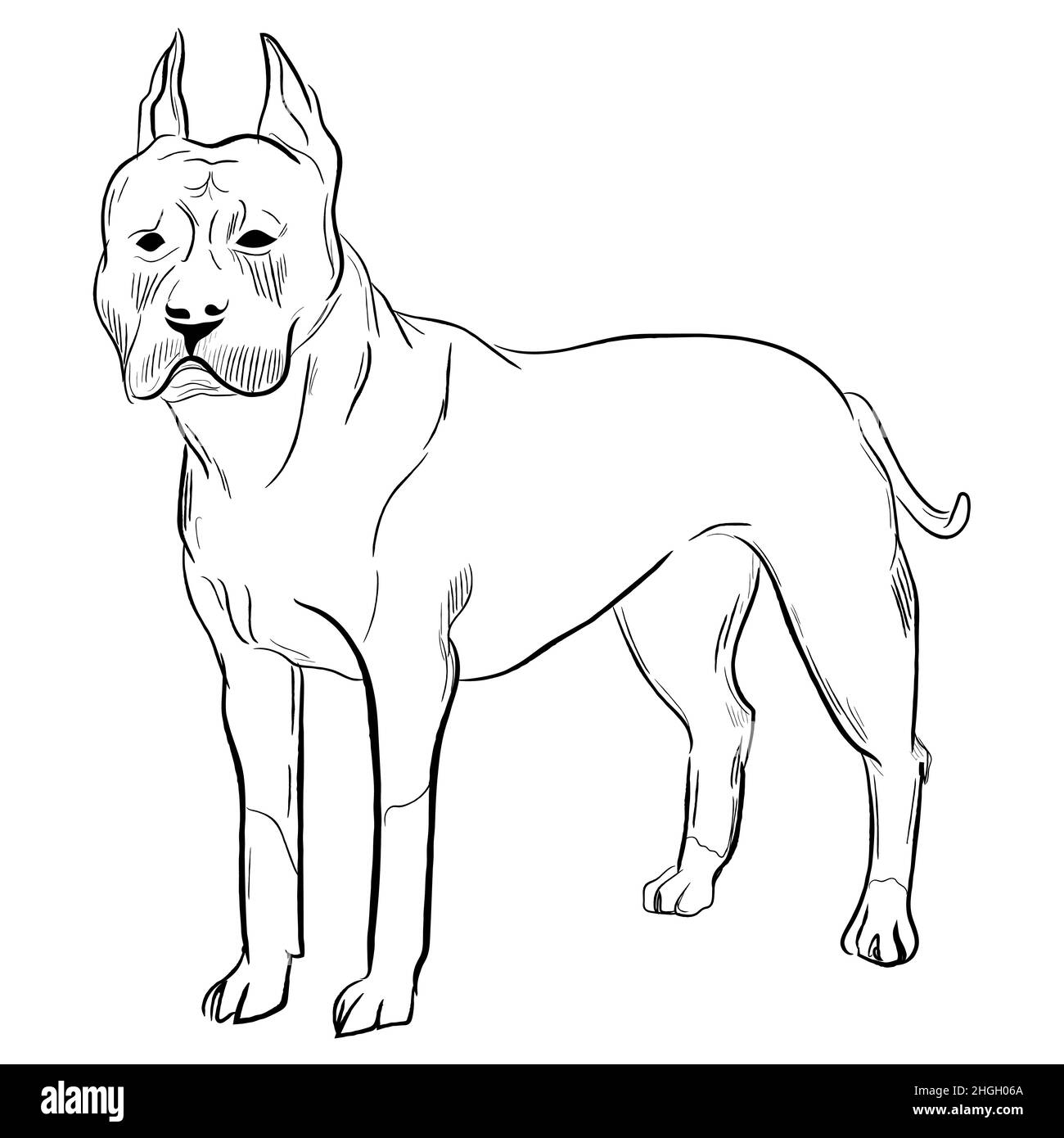 Hand drawn dog breed vector sketch Stock Vector Image & Art - Alamy