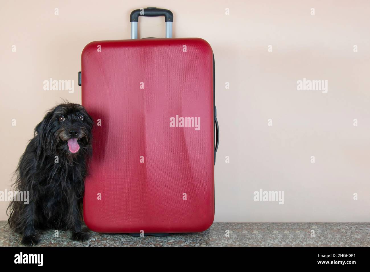 small black dog next to red suitcase, dog travel concept Stock Photo