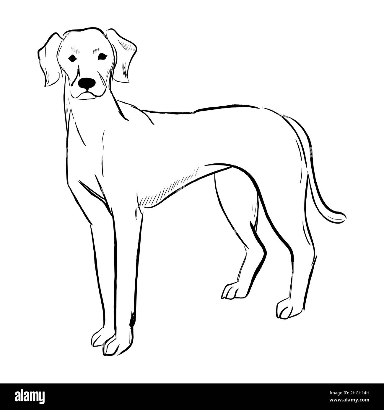 Hand drawn dog breed vector sketch. Stock Vector