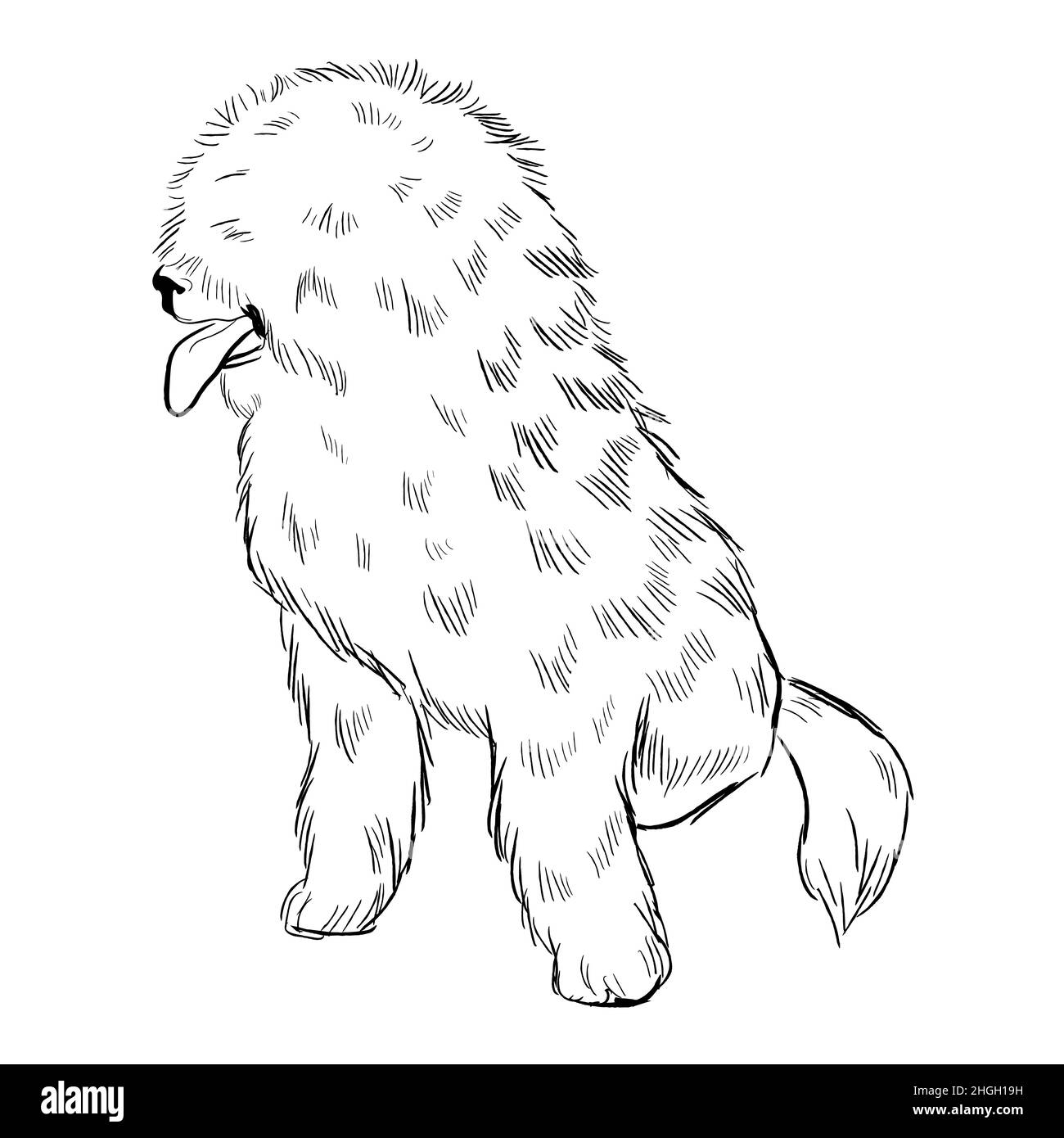 Hand drawn dog breed vector sketch Stock Vector Image & Art - Alamy