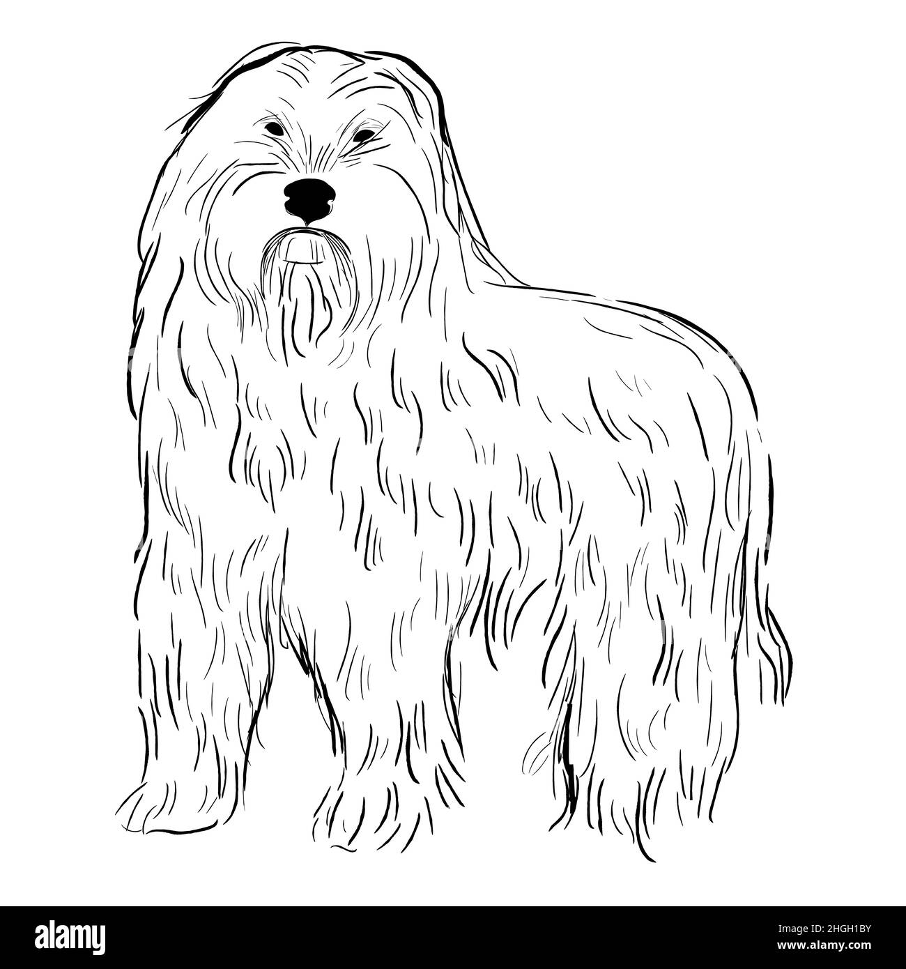 Hand drawn dog breed vector sketch Stock Vector Image & Art - Alamy