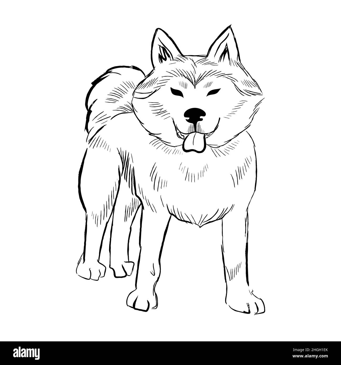 Hand drawn dog breed vector sketch Stock Vector Image & Art - Alamy