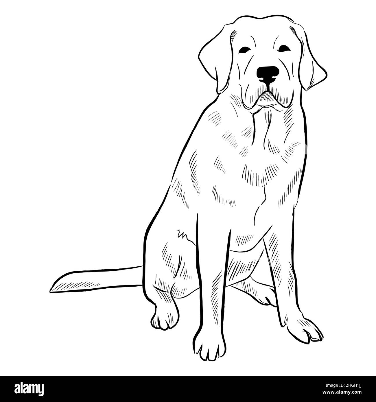 Hand drawn dog breed vector sketch Stock Vector Image & Art - Alamy