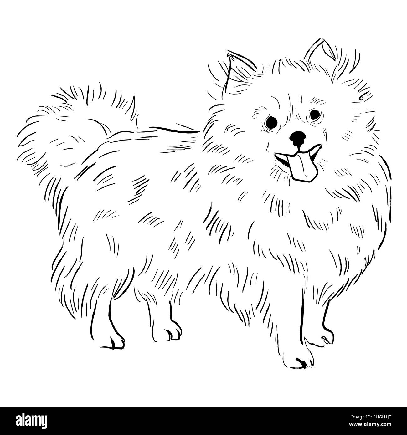 Hand drawn dog breed vector sketch Stock Vector Image & Art - Alamy