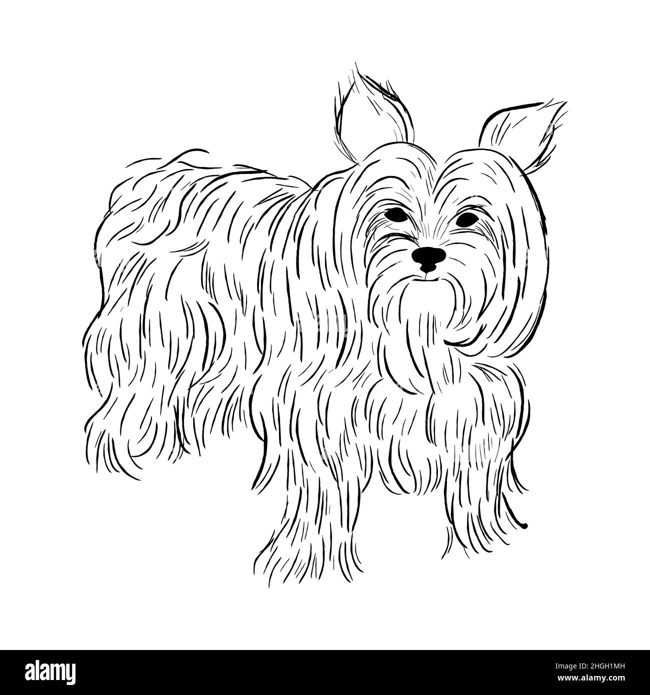 yorkshire terrier puppy black and white stock photos images alamy