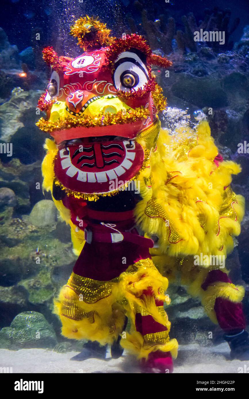 Kuala Lumpur, Malaysia. 21st Jan, 2022. Divers dressed as a lion stage an underwater performance in celebration of the Chinese Lunar New Year during a media preview at the Aquaria KLCC aquarium in Kuala Lumpur, Malaysia, Jan. 21, 2022. Credit: Zhu Wei/Xinhua/Alamy Live News Stock Photo