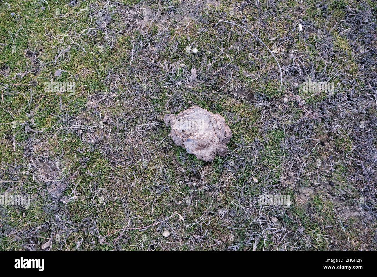 Animal poop in the garden Stock Photo Alamy