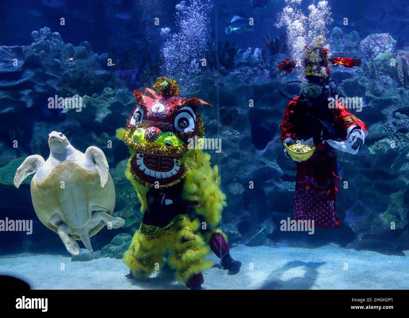 Kuala Lumpur, Malaysia. 21st Jan, 2022. Divers dressed in costumes perform a traditional lion dance at the Aquaria KLCC ahead of the Lunar New Year celebrations.Chinese around the world will be celebrating the Chinese Lunar New Year and welcome the year of Tiger which falls on February 1, 2022. Credit: SOPA Images Limited/Alamy Live News Stock Photo
