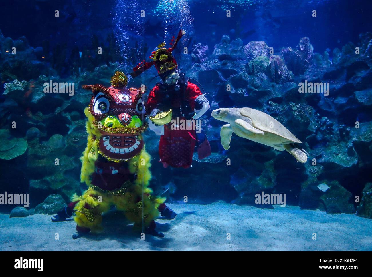 Kuala Lumpur, Malaysia. 21st Jan, 2022. Divers dressed in costumes perform a traditional lion dance at the Aquaria KLCC ahead of the Lunar New Year celebrations.Chinese around the world will be celebrating the Chinese Lunar New Year and welcome the year of Tiger which falls on February 1, 2022. Credit: SOPA Images Limited/Alamy Live News Stock Photo