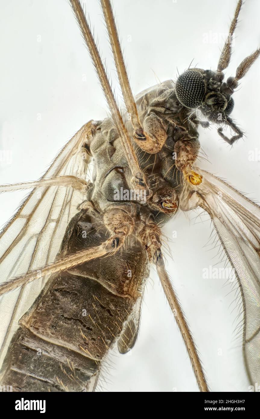 Eine Mücke, 8-fache Vergrößerung Stock Photo