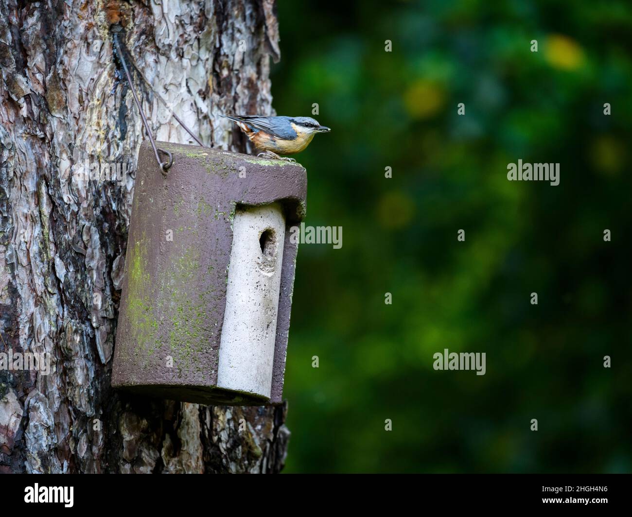 Close-up of single, small nuthatch (garden bird) standing on tree-hanging nest box by entrance hole (eye-stripe & beak) - West Yorkshire, England, UK. Stock Photo