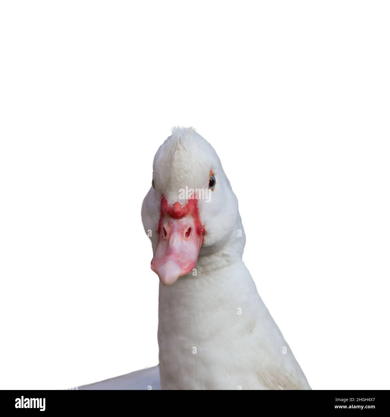 Portrait of white domestic duck with red beak - front view Stock Photo