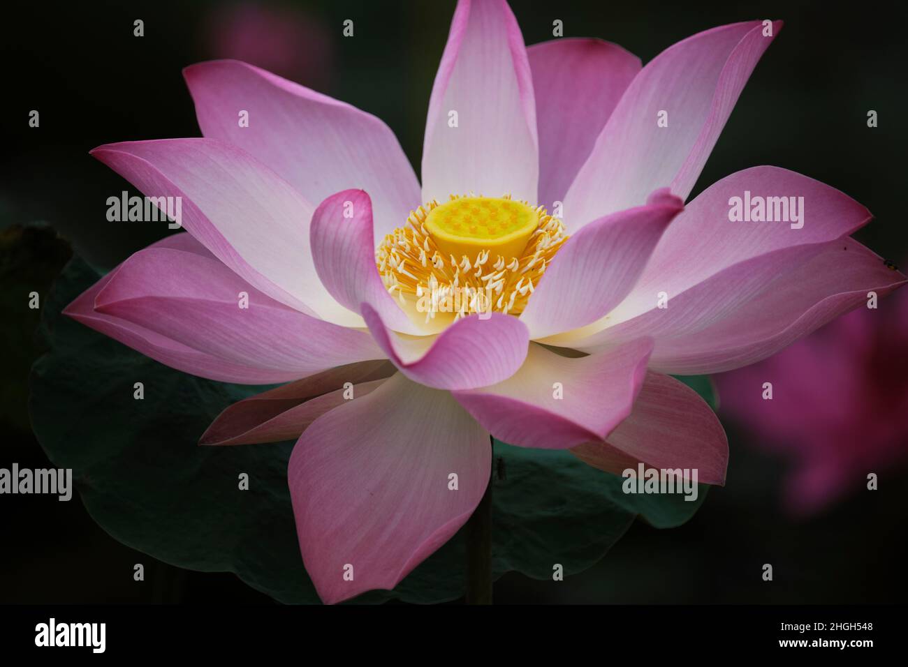 lotus, the national flower of Vietnam Stock Photo Alamy