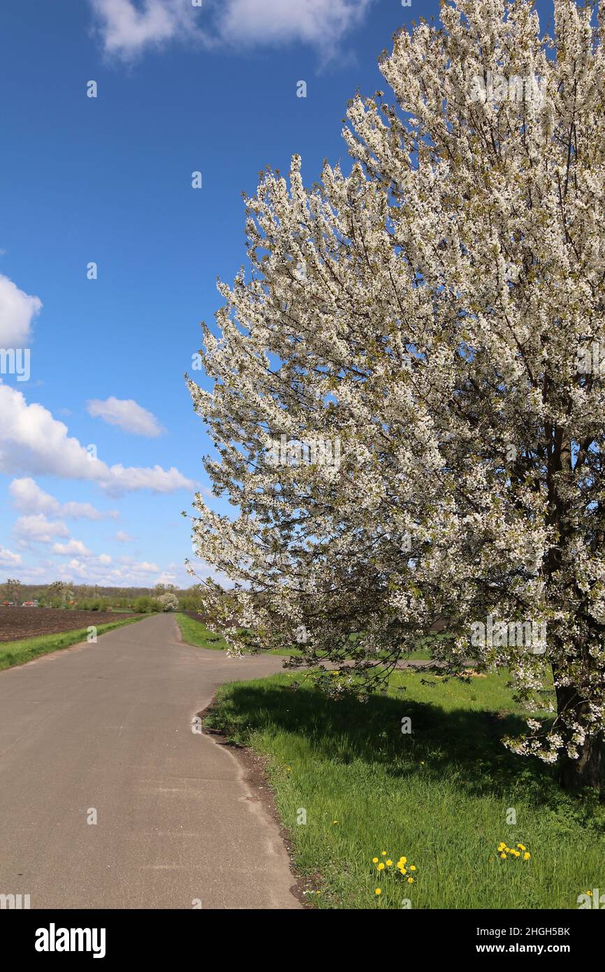 Huge flowering cherry tree on the side of the road. Rural empty road