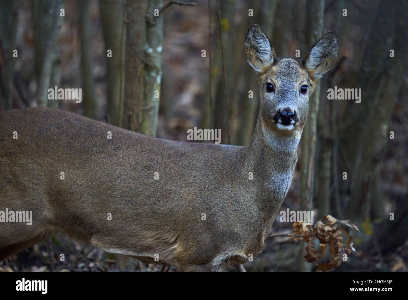 Adult roe deer hiding in the forest in the mid-winter Stock Photo - Alamy