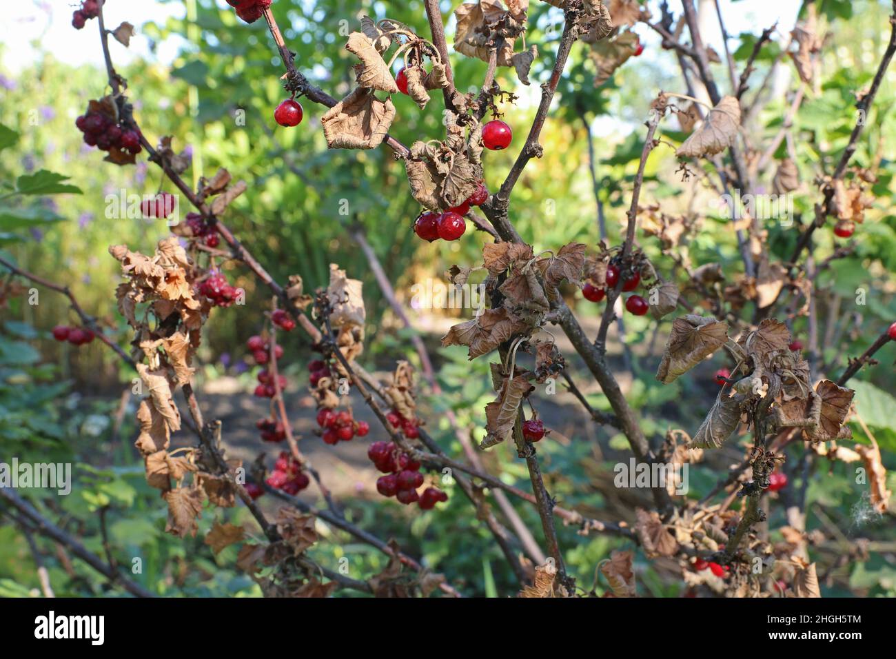 Red currant disease. Dried leaves of red currant. Plant diseases. Stock Photo