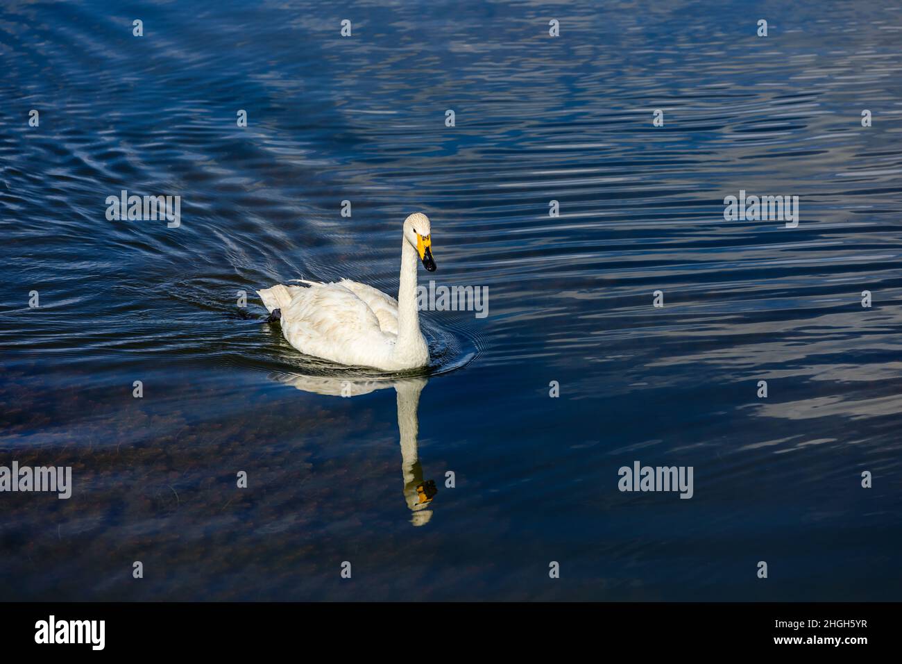 A white swan swimming in the water. Stock Photo