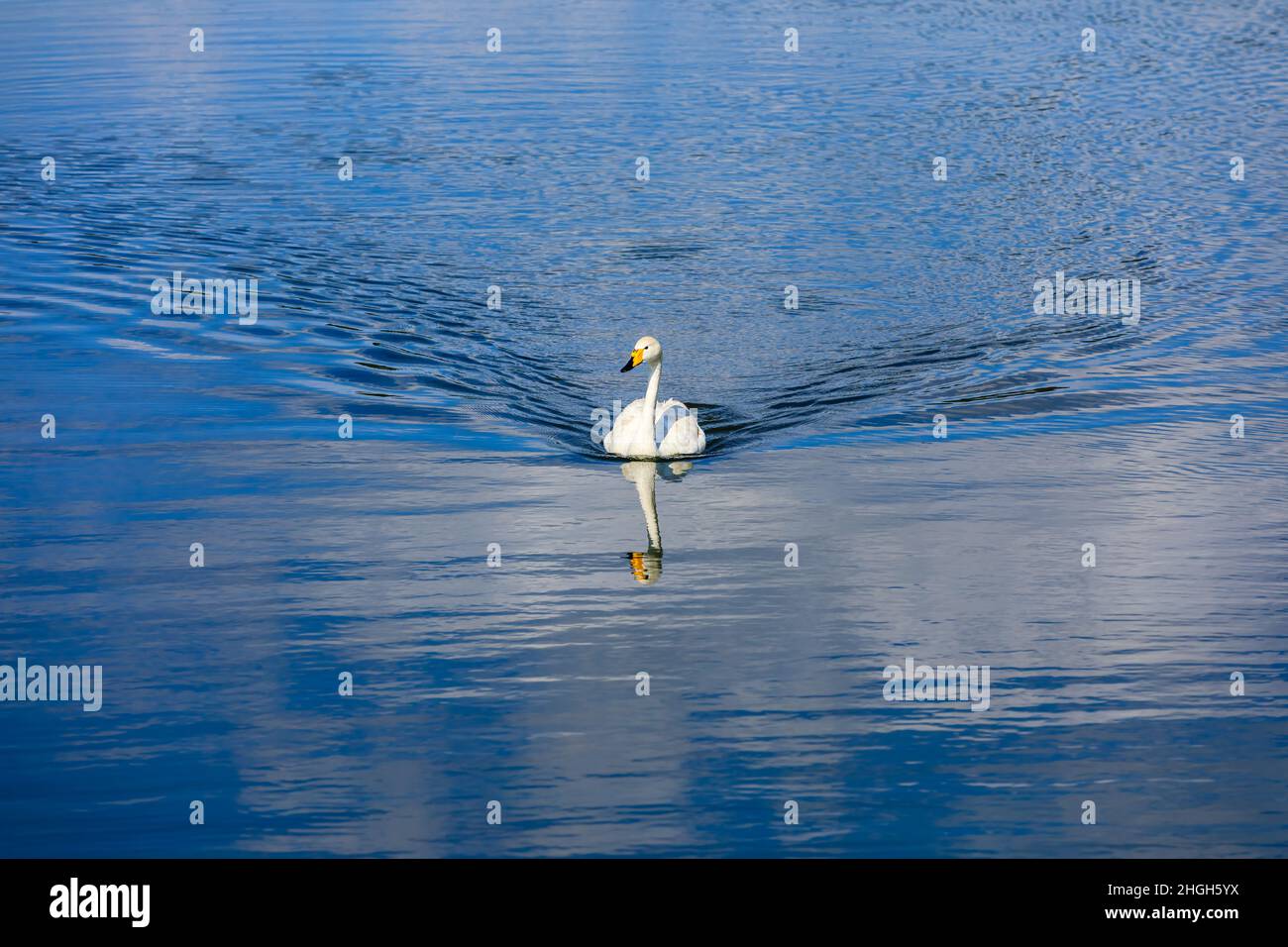 A white swan swimming in the water. Stock Photo