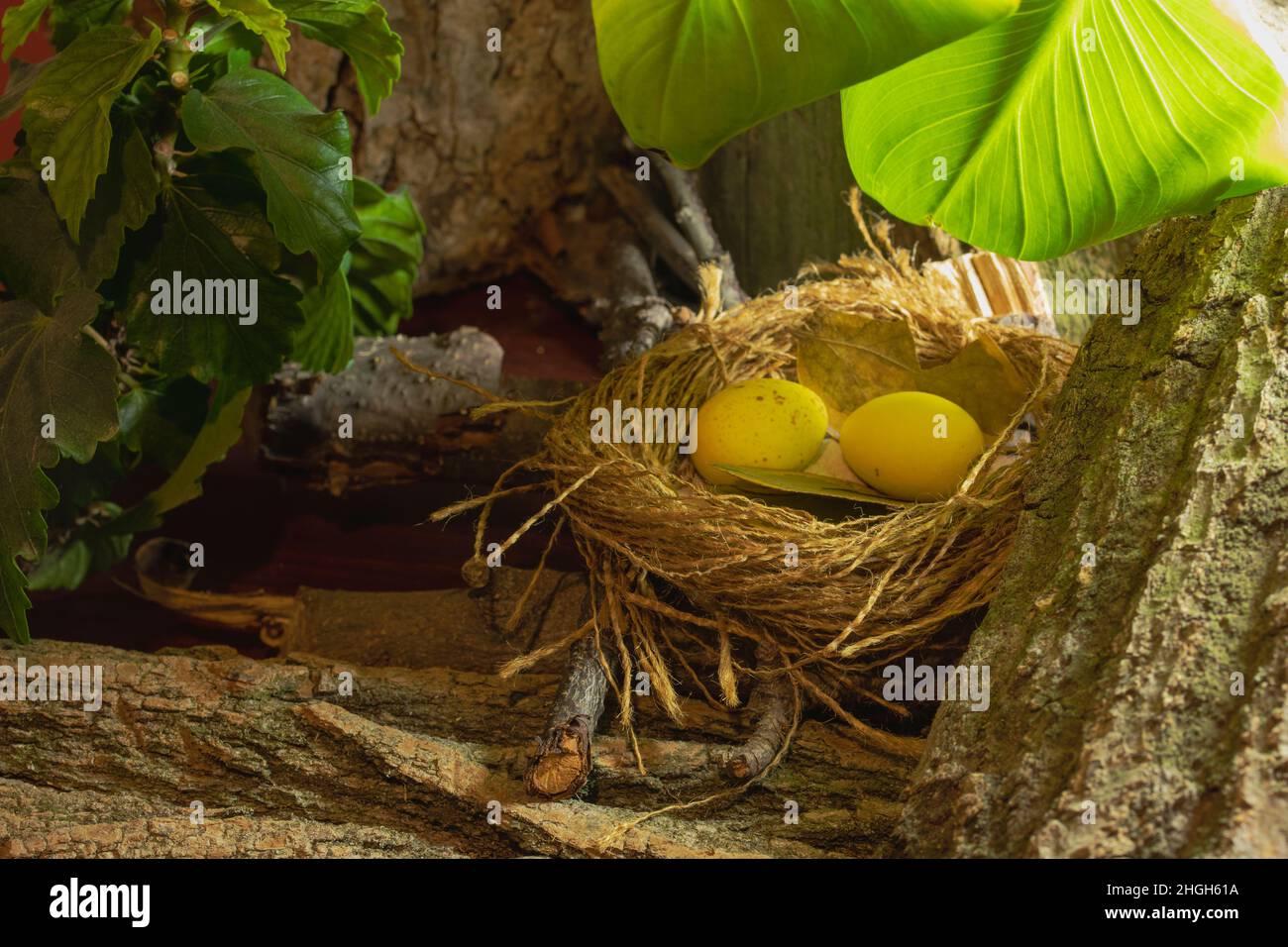 Bird's nest with eggs on the background of the bark and green leaves ...