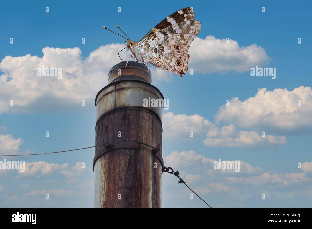 The butterfly sits on the chimney. Clean air concept. Stock Photo