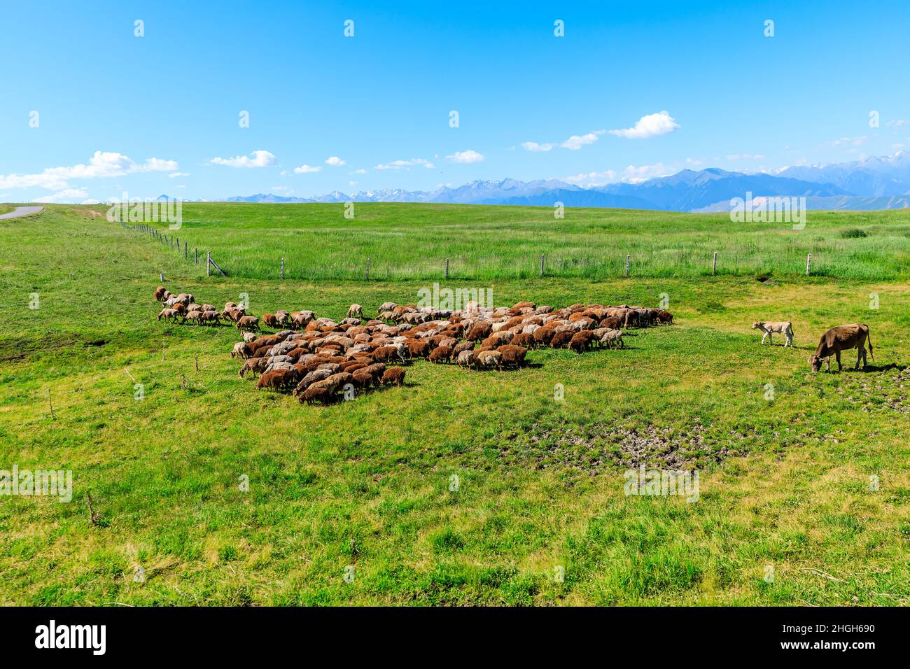 Sheep grazing on the green meadow Stock Photo - Alamy