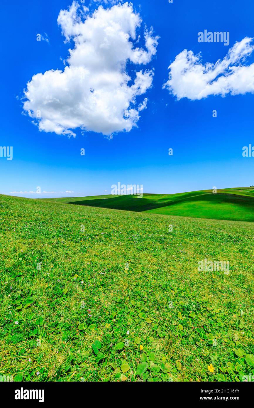Green grass field with blue sky background.Green grassland landscape in ...