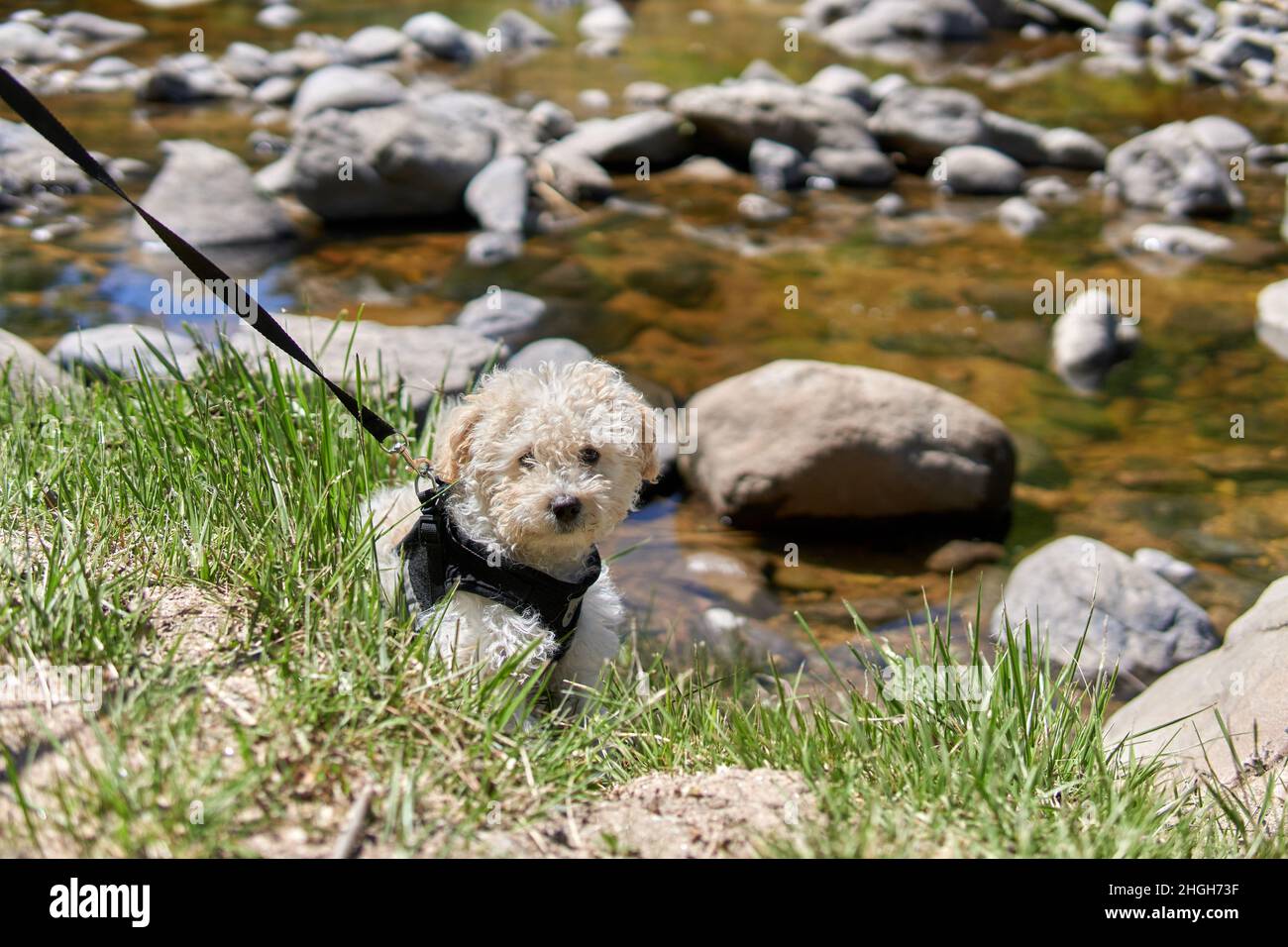 poodle toy with an harness resting on rocks in a creek in Cordoba Argentina. Horizontal. Concept of vacation with a pet Stock Photo