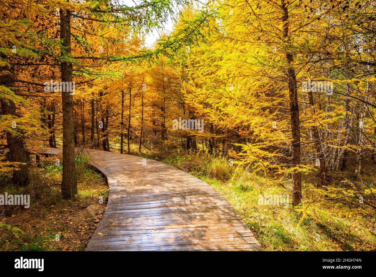 Boardwalk through the autumn forest.Beautiful colorful autumn forest. Stock Photo