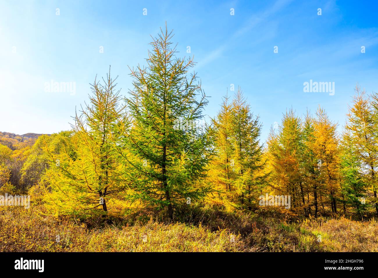 Beautiful colorful autumn forest.Autumn tree and leaves Stock Photo - Alamy