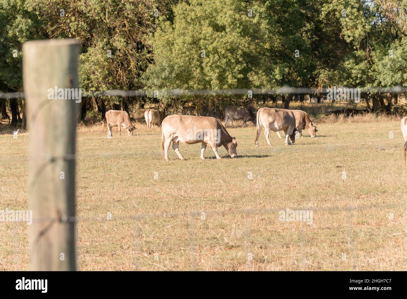 Cow of the native Spanish breed mountain brown , Bos taurus, grazing ...