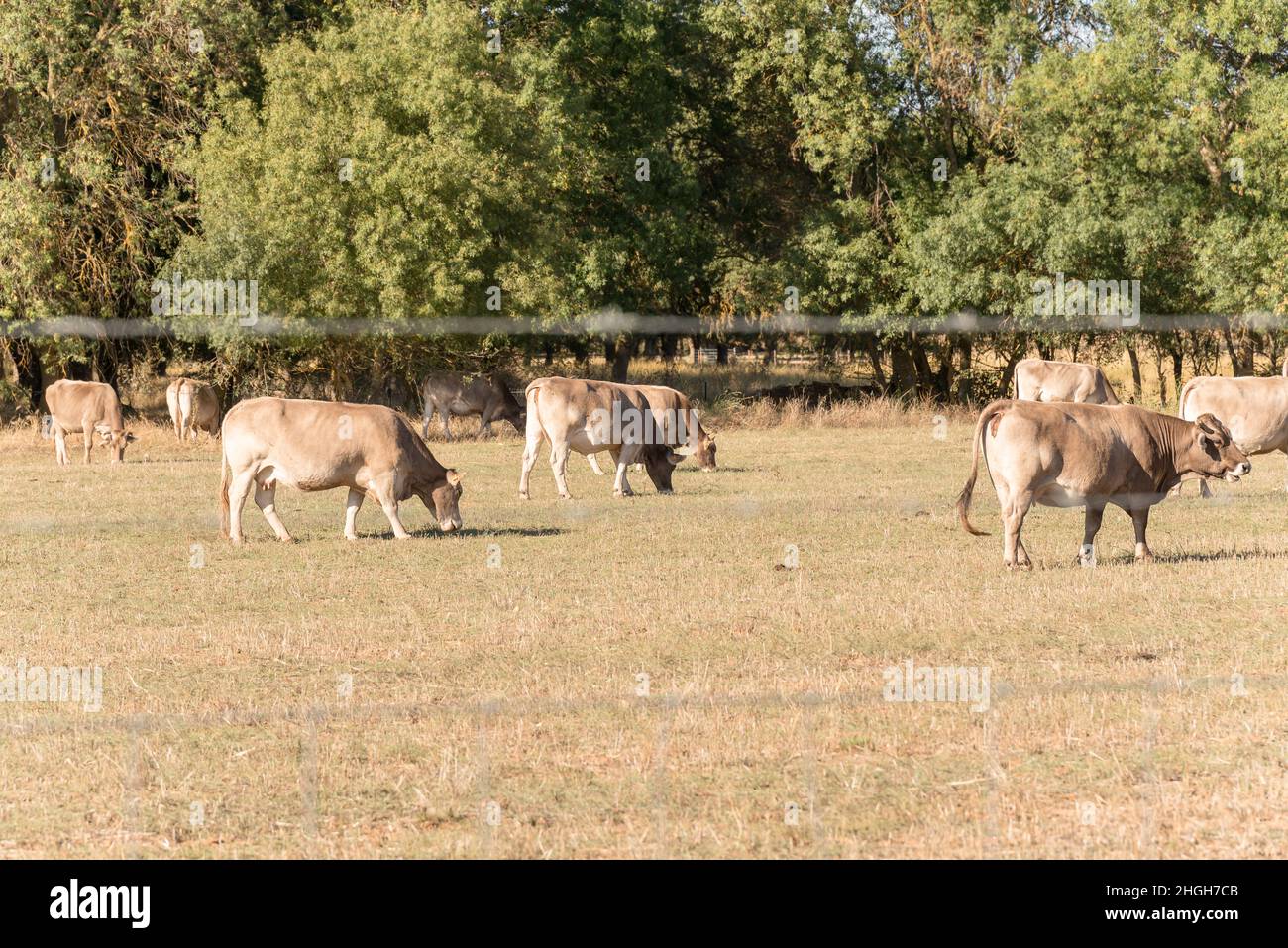 Autochthonous spanish breed hi-res stock photography and images - Alamy