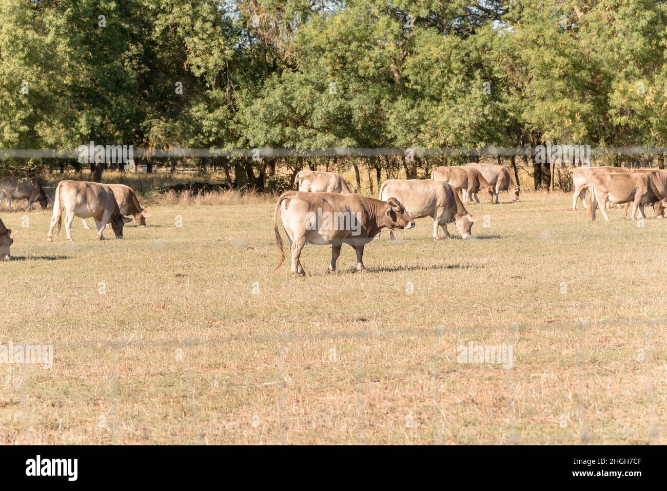 Cow of the native Spanish breed, Parda de Montaña, Bos taurus, with its ...