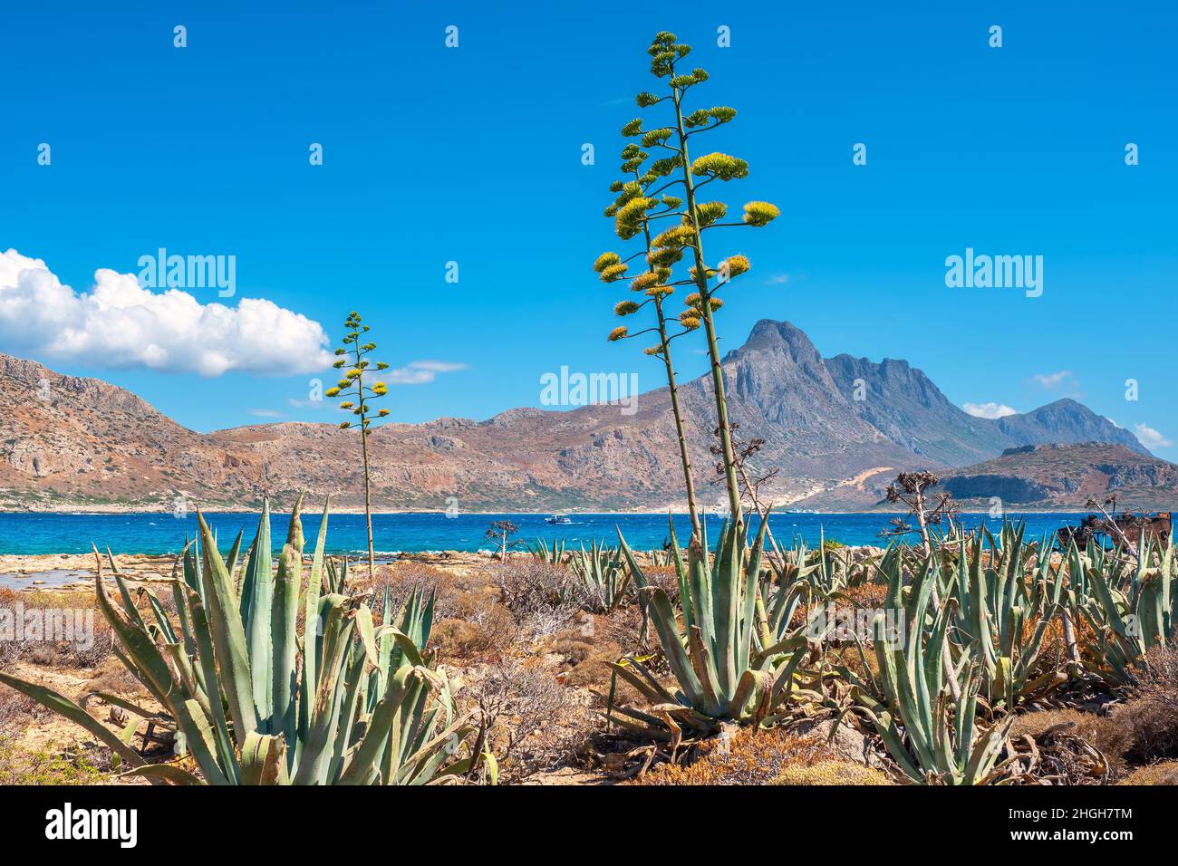 Natural landscape with blossoming agavas in Gramvousa island. Balos in the backdrop. Crete, Greece Stock Photo