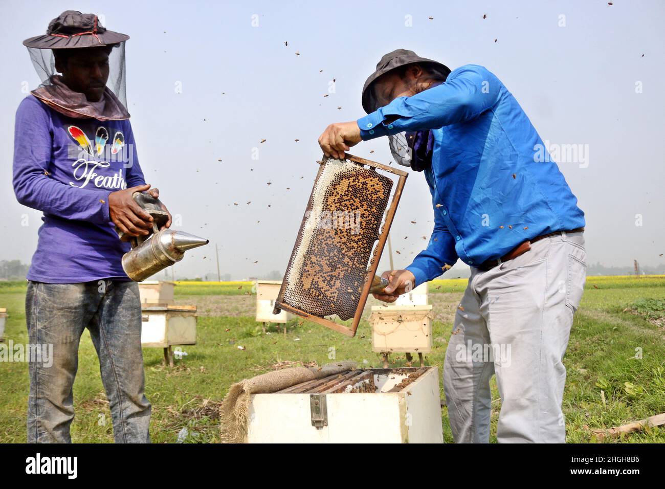 Farmers seen at a honey farm collecting honeycomb from specially prepared box around mustard field in Munshigonj near Dhaka, Bangladesh, According to the Bangladesh Institute of Apiculture (BIA), around 25 thousand cultivators including 1,000 commercial agriculturists produce at least 1500 tons of good quality honey a year across the country, on January 21, 2022. Photo by Habibur Rahman/ABACAPRESS.COM Stock Photo