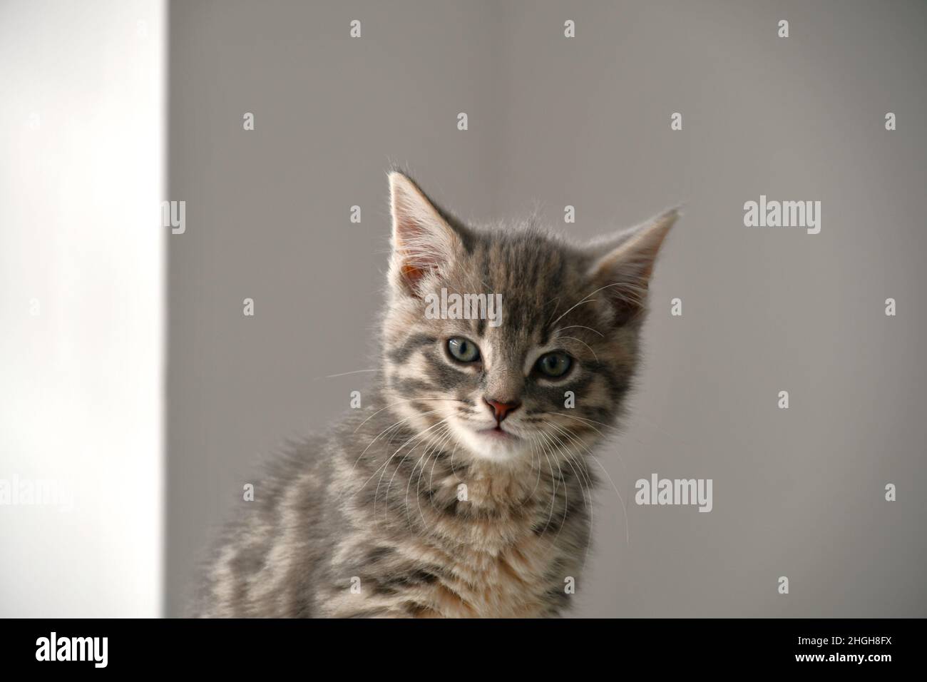 A beautiful, cute, fluffy, light grey, gray, tabby kitten, domestic cat, Felis catus Stock Photo