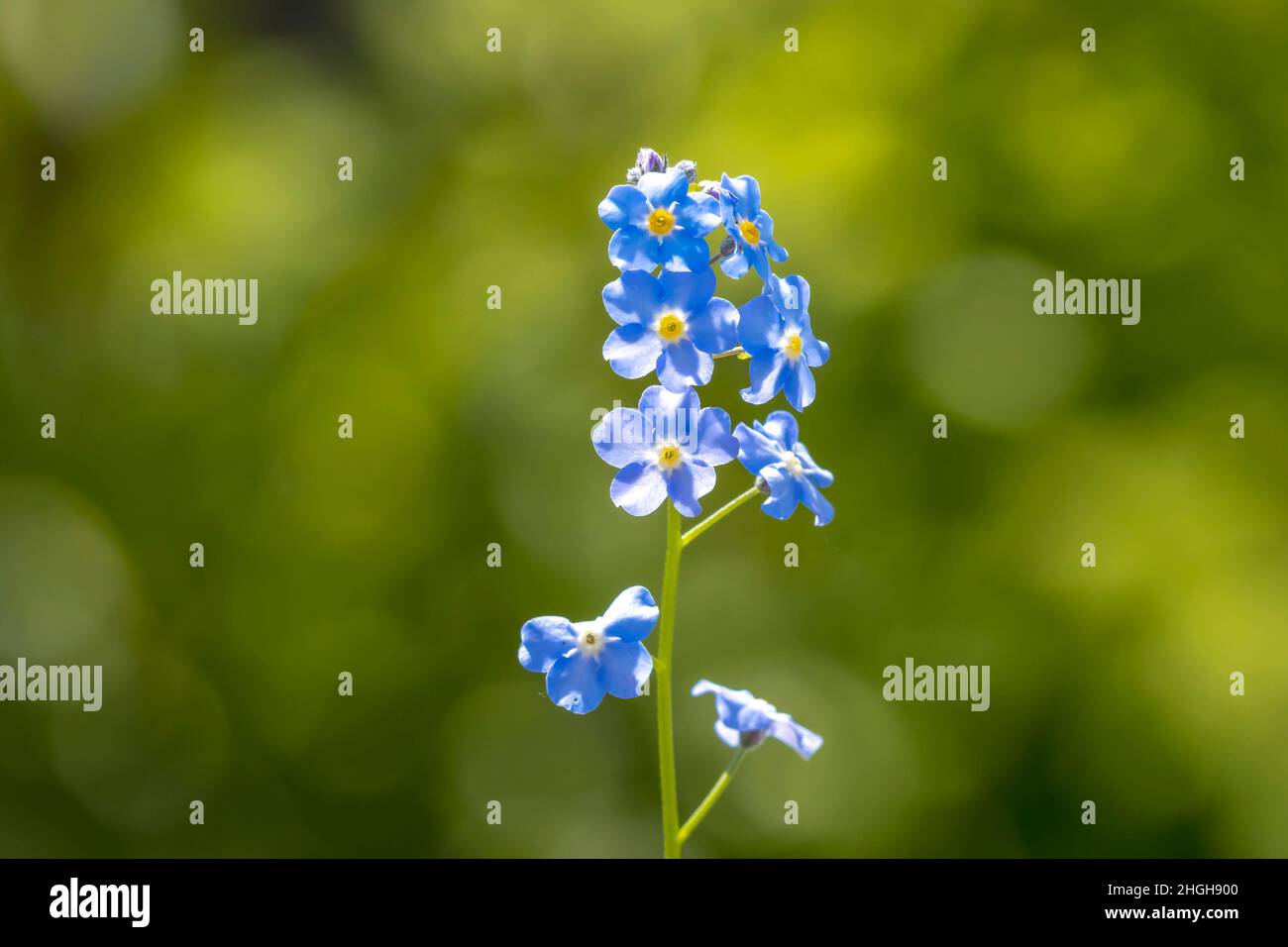 Closeup of Veronica chamaedrys, the germander speedwell, bird's-eye speedwell, or cat's eyes, blue flowers blooming. Stock Photo