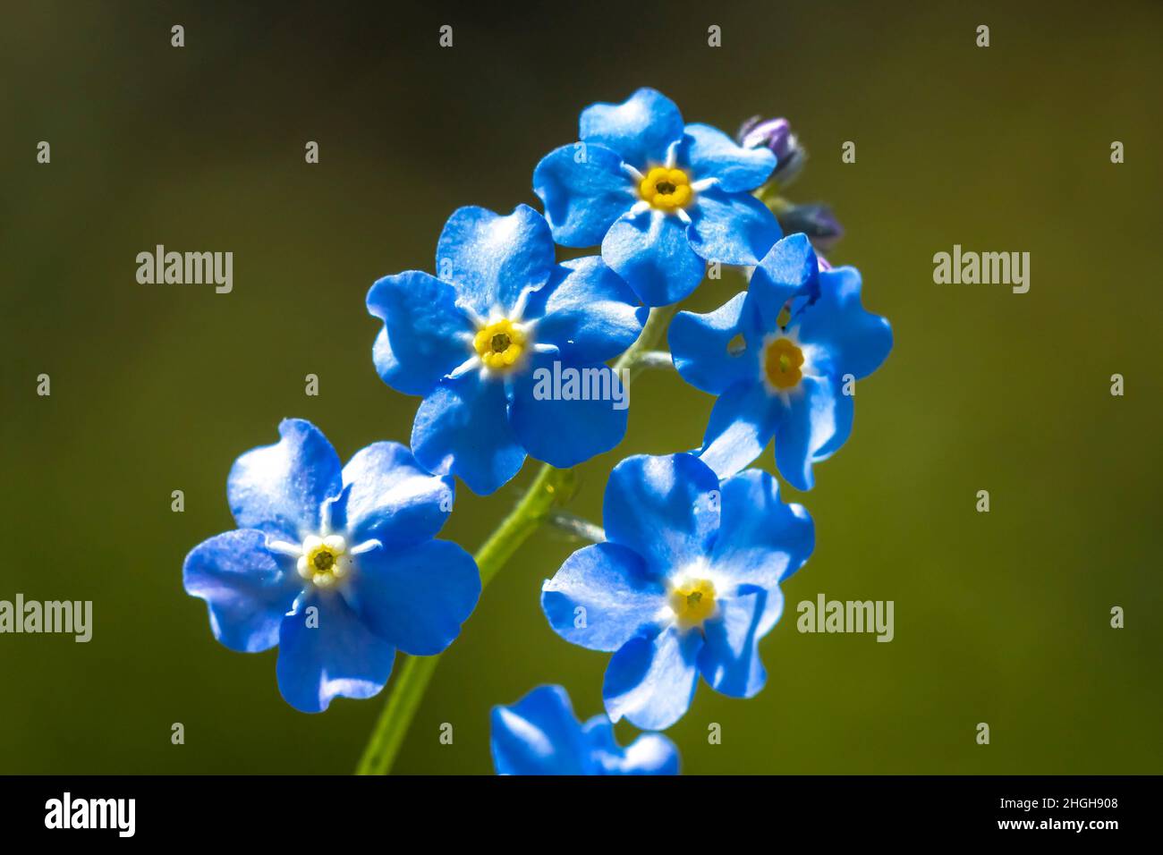 Closeup of Veronica chamaedrys, the germander speedwell, bird's-eye speedwell, or cat's eyes, blue flowers blooming. Stock Photo