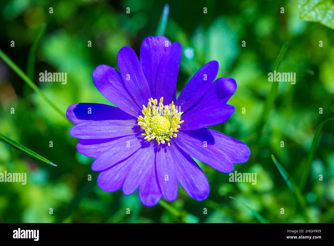 Anemone blanda, Balkan anemone, Grecian windflower or winter windflower blooming. An herbaceous tuberous perennial with purple blue flowers Stock Photo