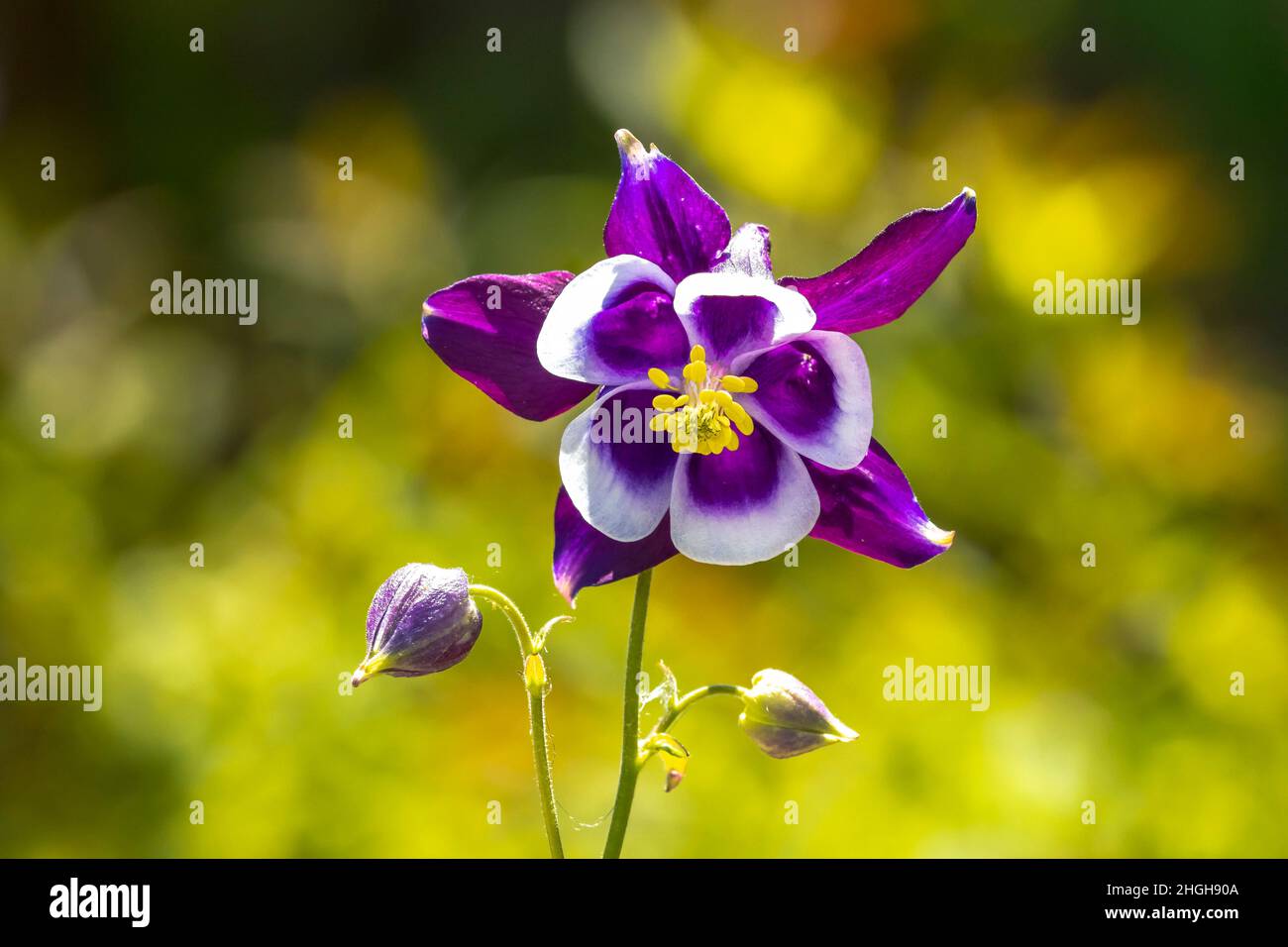 Closeup of a Aquilegia vulgaris, European columbine, common columbine, granny's nightcap, granny's bonnet, purple white flower blooming. Stock Photo
