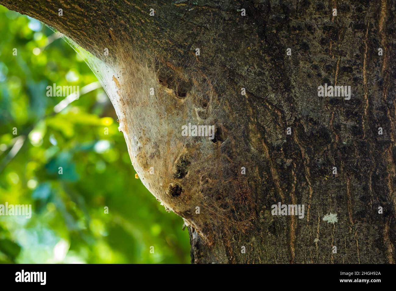 Oak processionary caterpillars Thaumetopoea processionea nest in a tree in a forest. These stinging hairs can cause itching, bumps and eye complaints. Stock Photo