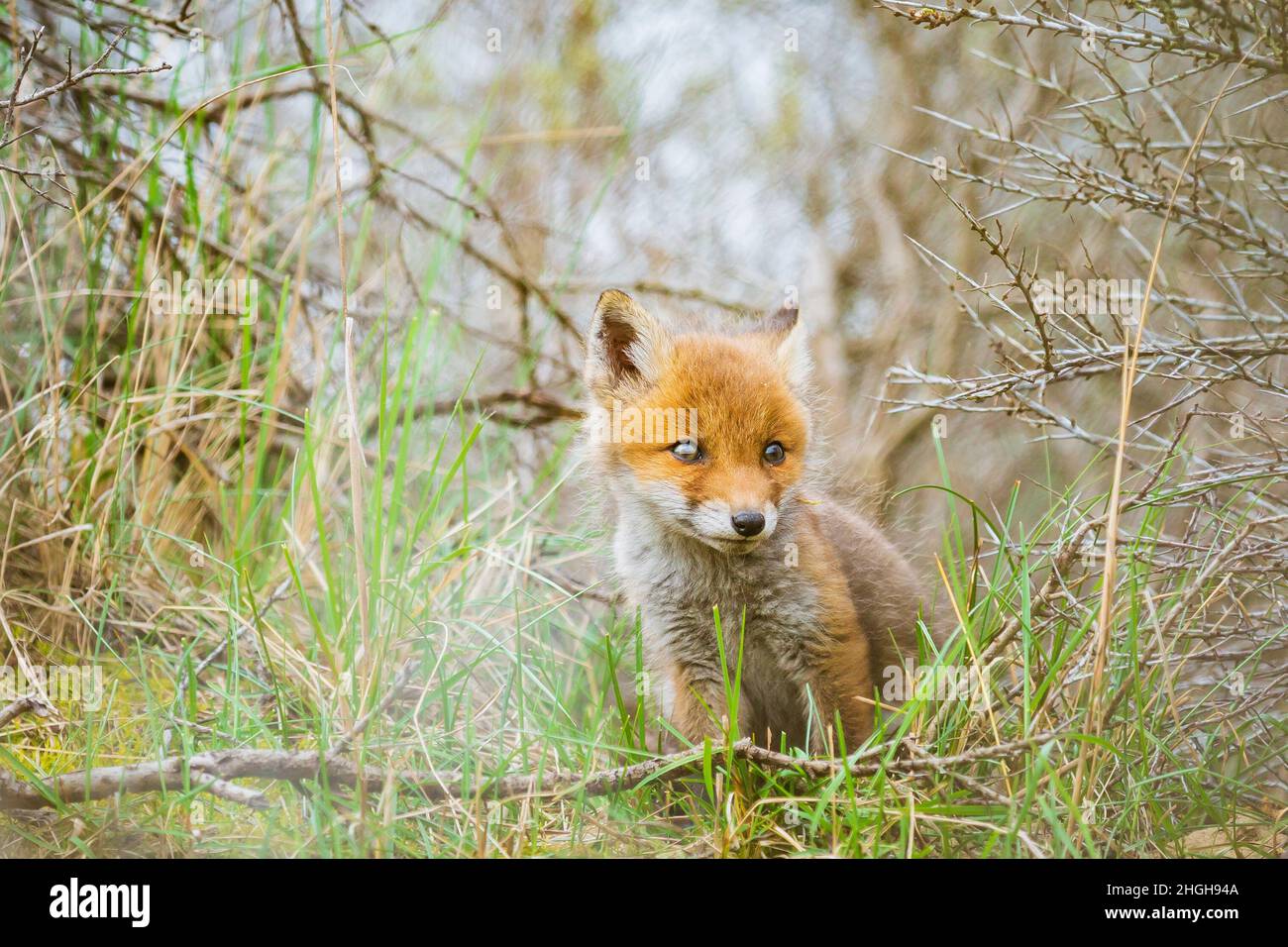 Wild young baby red fox cub vulpes vulpes exploring a forest, selective ...