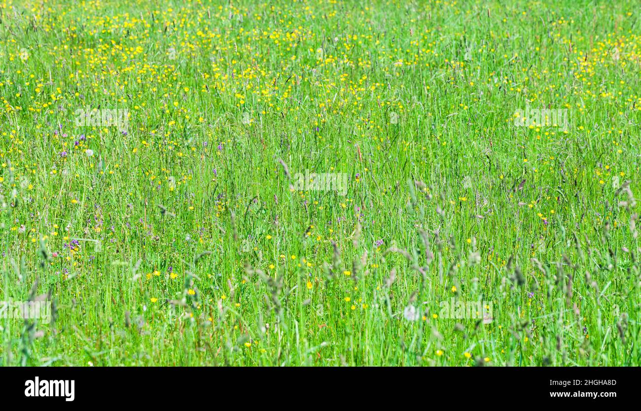 Fresh green summer meadow on a sunny day. Natural background photo with selective focus Stock Photo