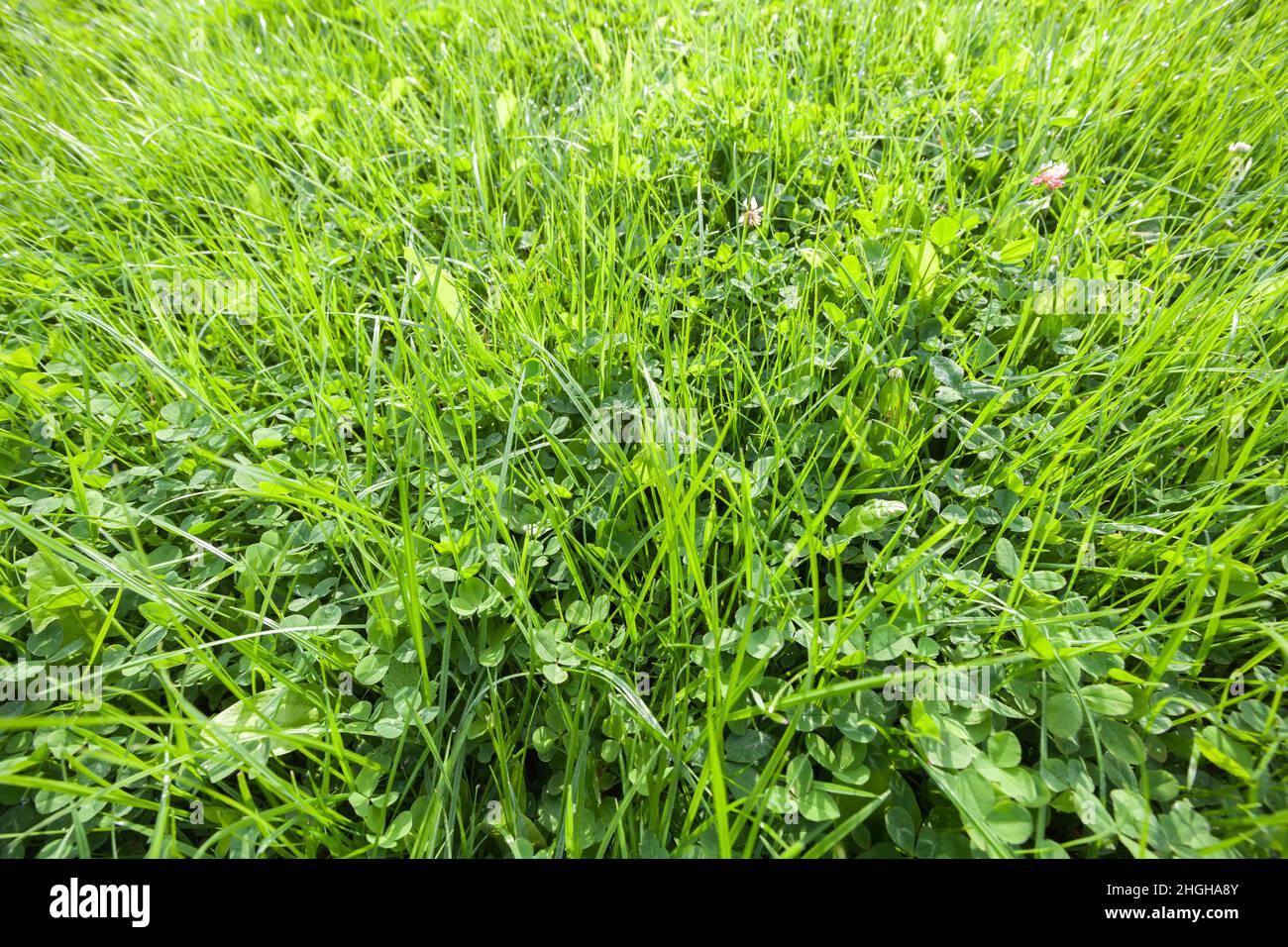 Green summer lawn on a sunny day, top view. Natural background photo Stock Photo